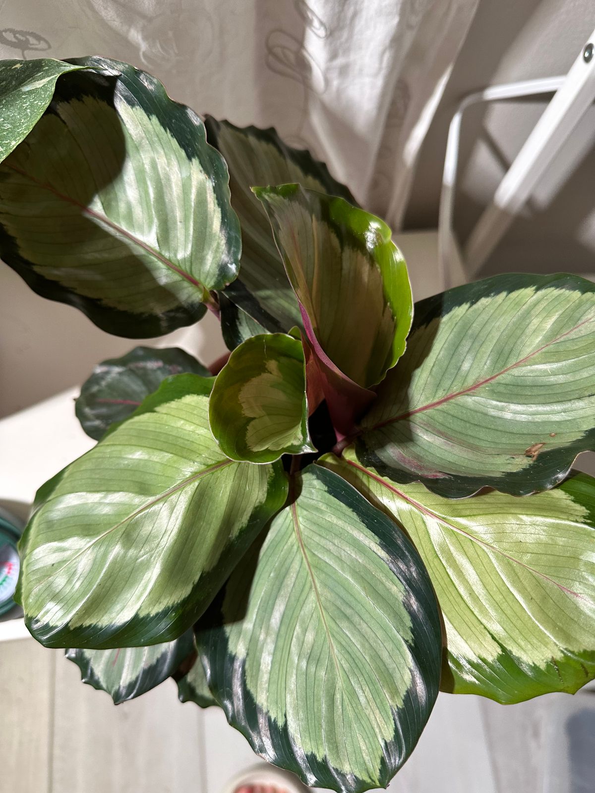 4" Calathea 'Royal'  BWH Plant Co