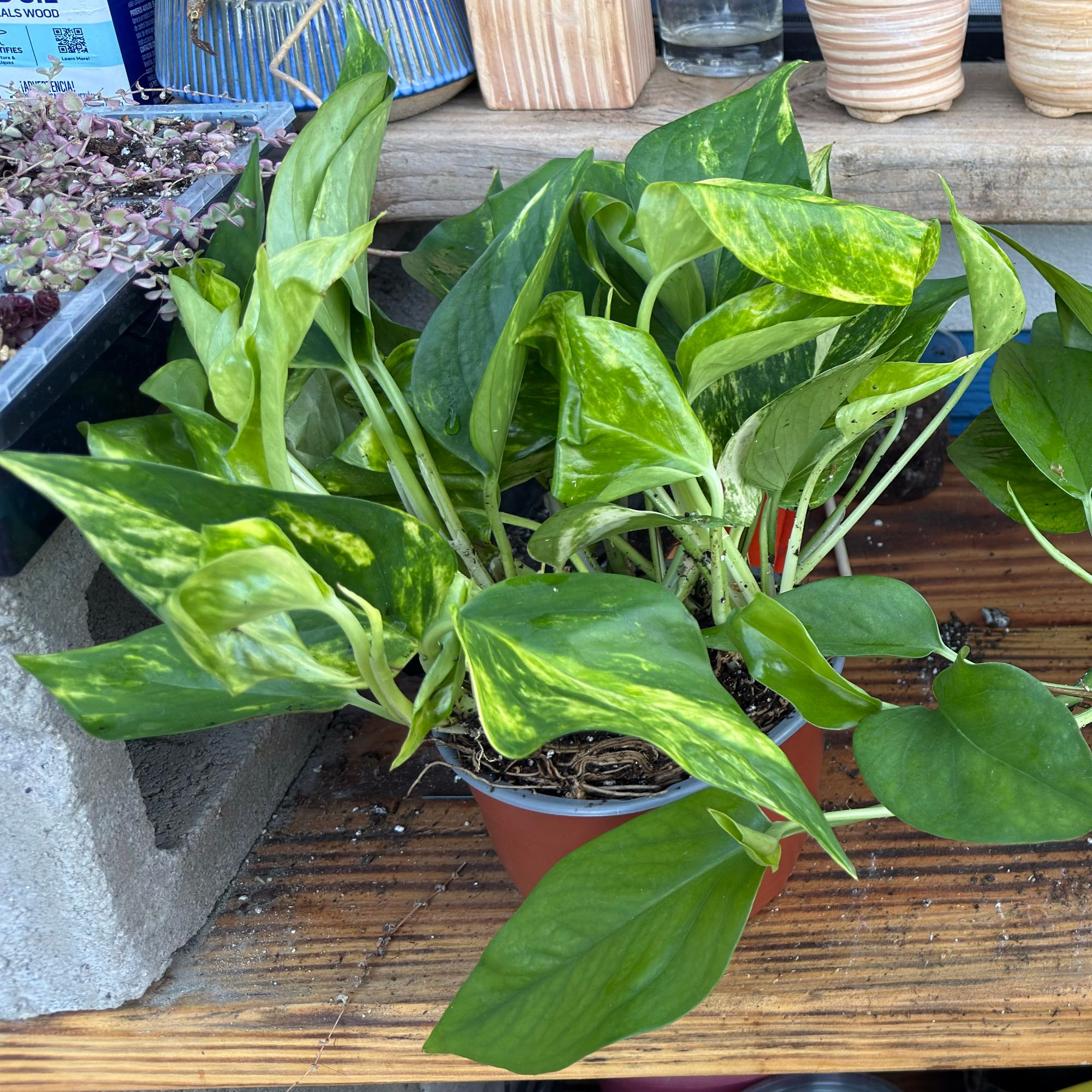 6" Pothos 'Golden Hawaiian' (Hanging Basket)  BWH Plant Co