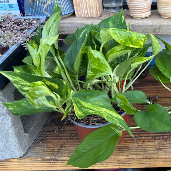 6" Pothos 'Golden Hawaiian' (Hanging Basket)
