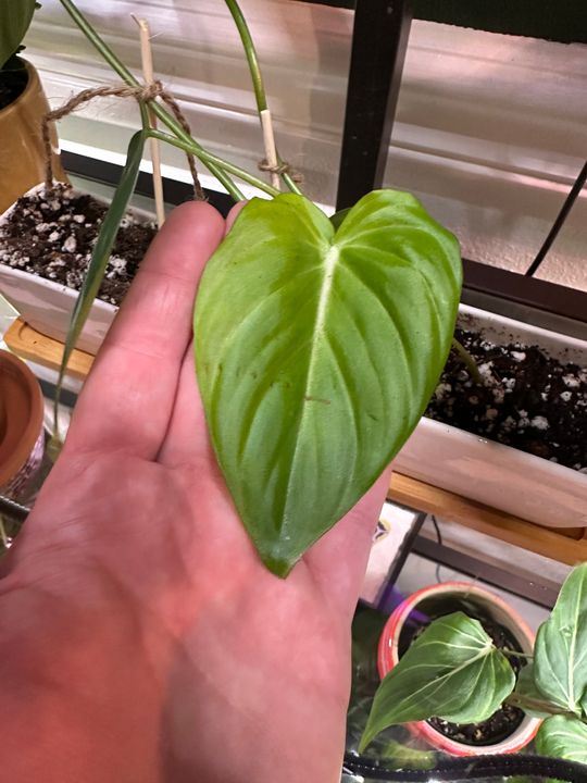 2" Philodendron 'McDowell'  BWH Plant Co