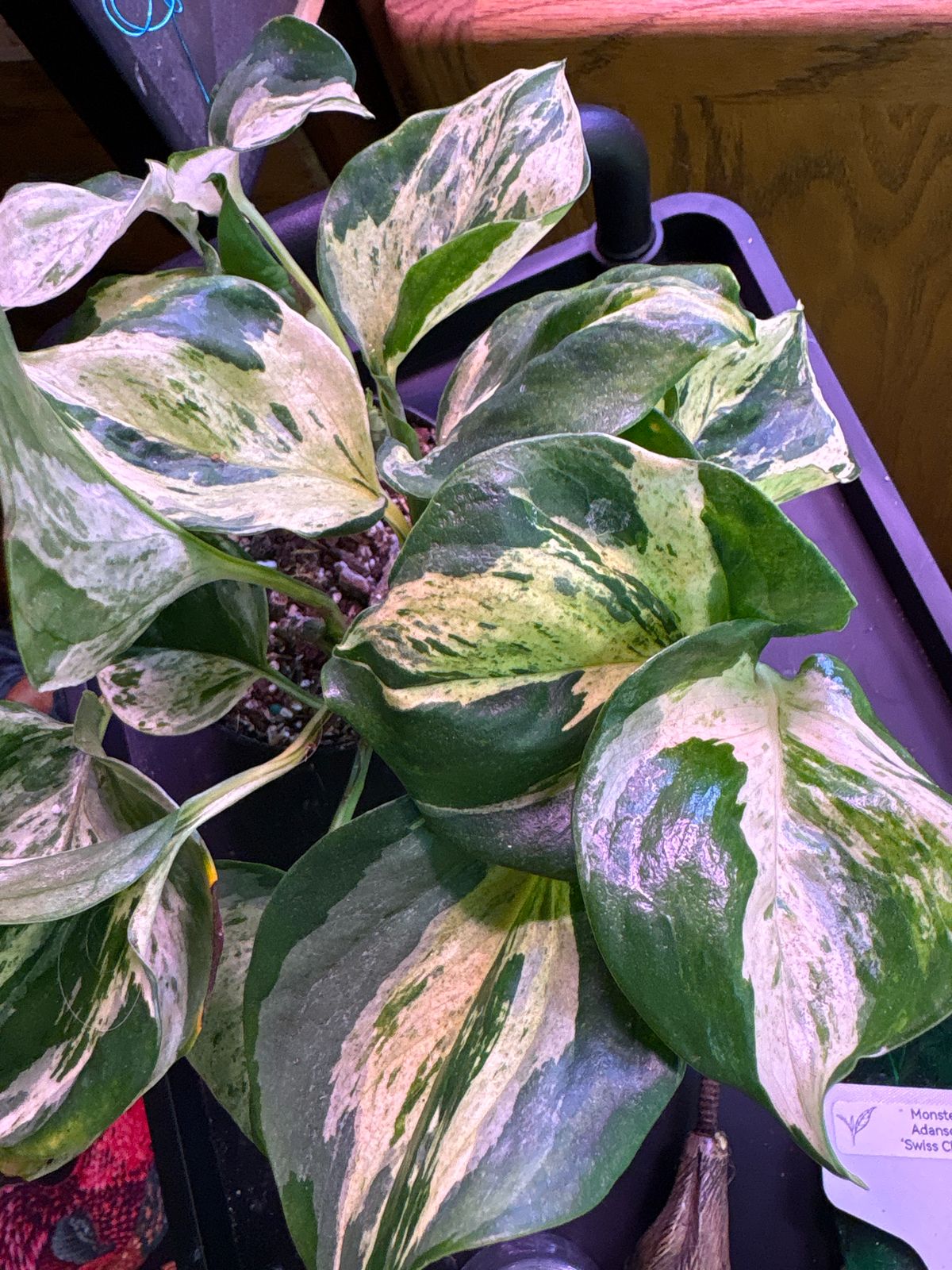 4" Epipremnum Aureum 'Manjula Compacta'  BWH Plant Co