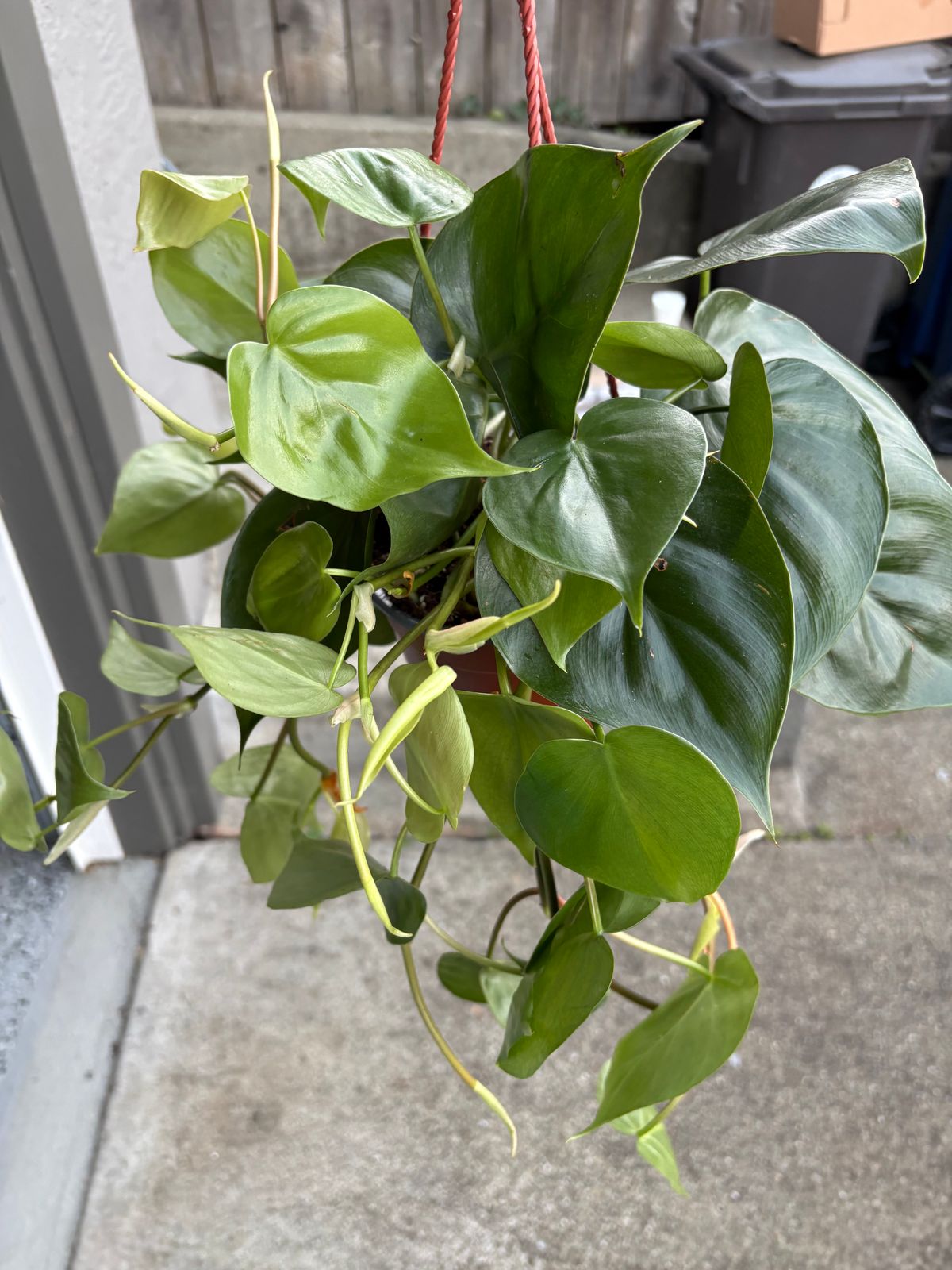 4" Philodendron 'Cordatum'  BWH Plant Co
