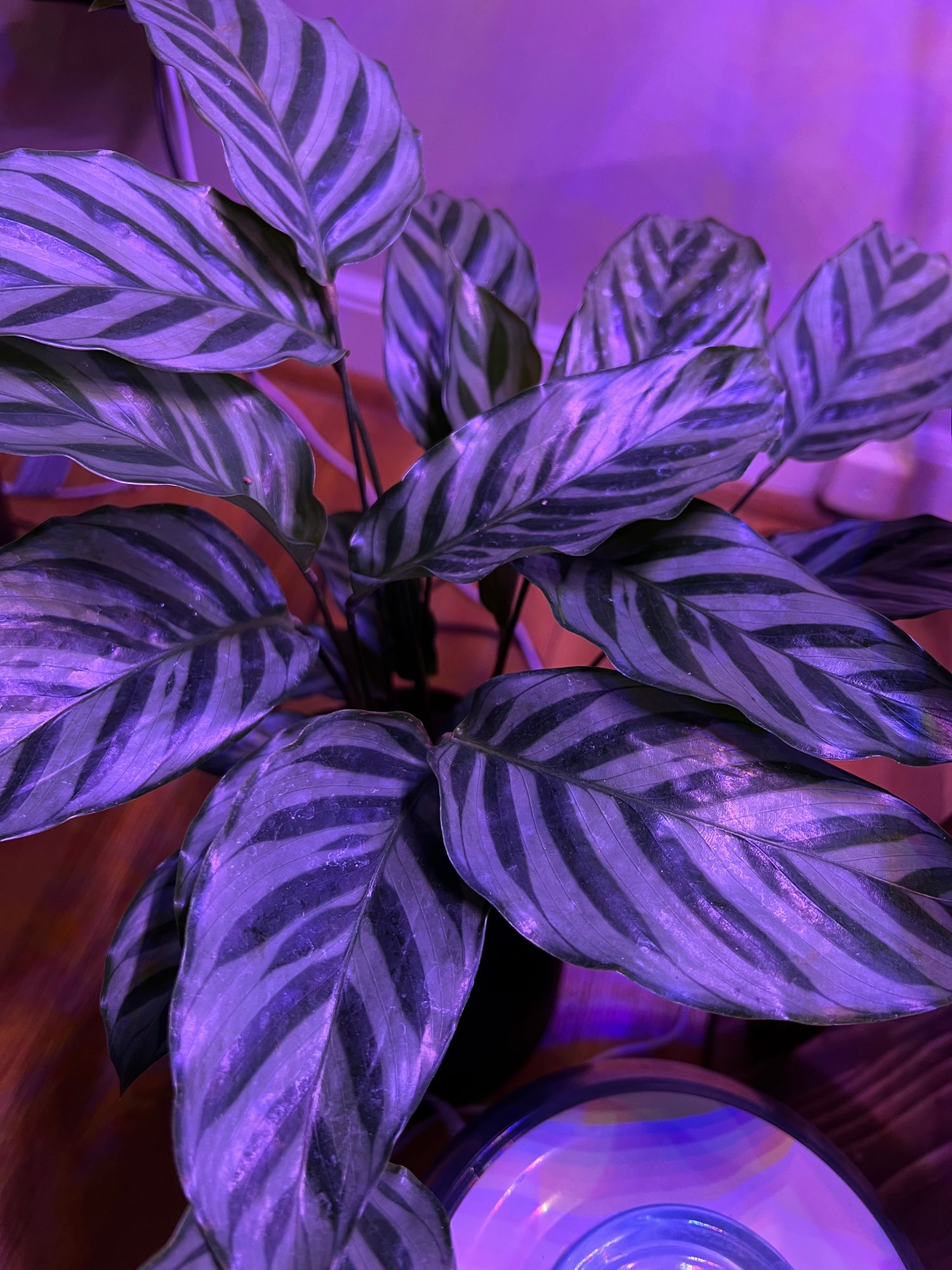 4" Calathea 'Freddie'  BWH Plant Co