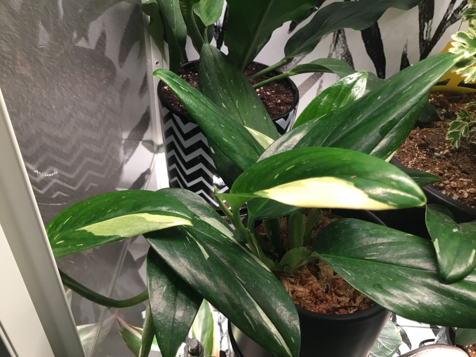 4" Monstera 'Standleyana' Variegated - BWH Plant Co.