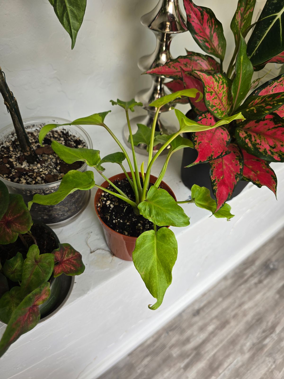 4 Philodendron 'Golden Xanadu'  BWH Plant Co