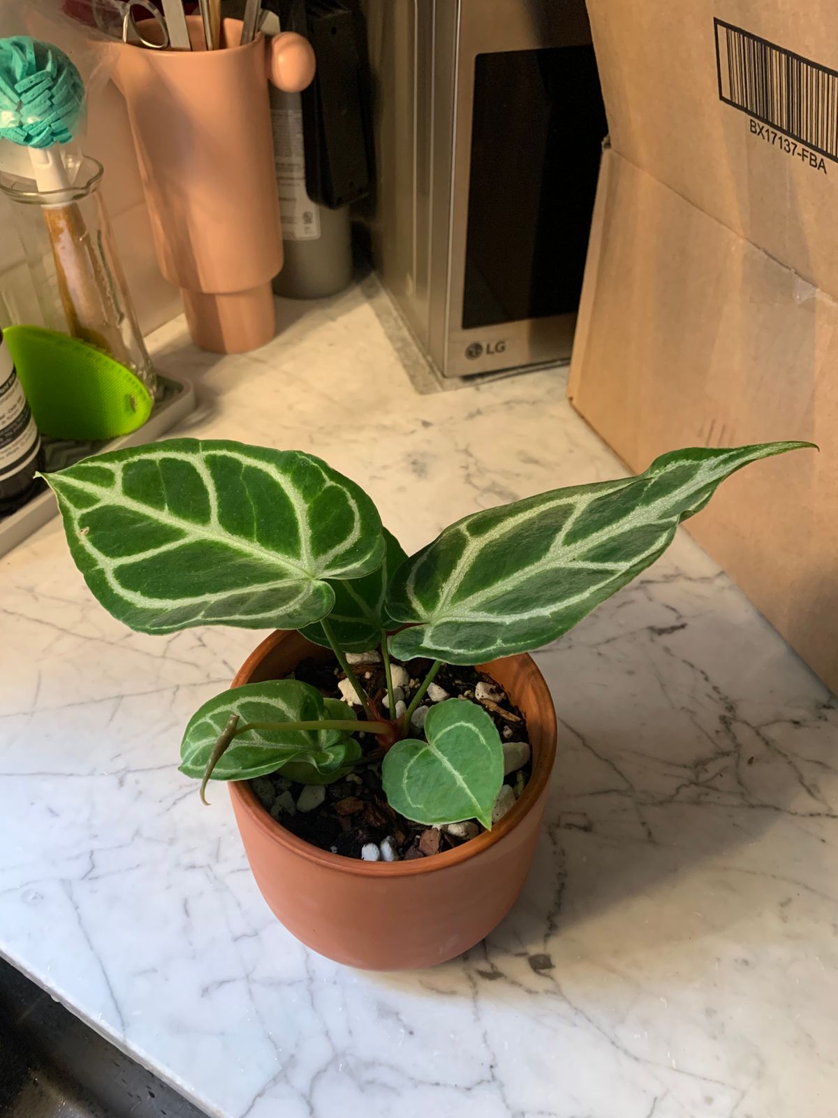 4" Anthurium 'Crystallinum'  BWH Plant Co