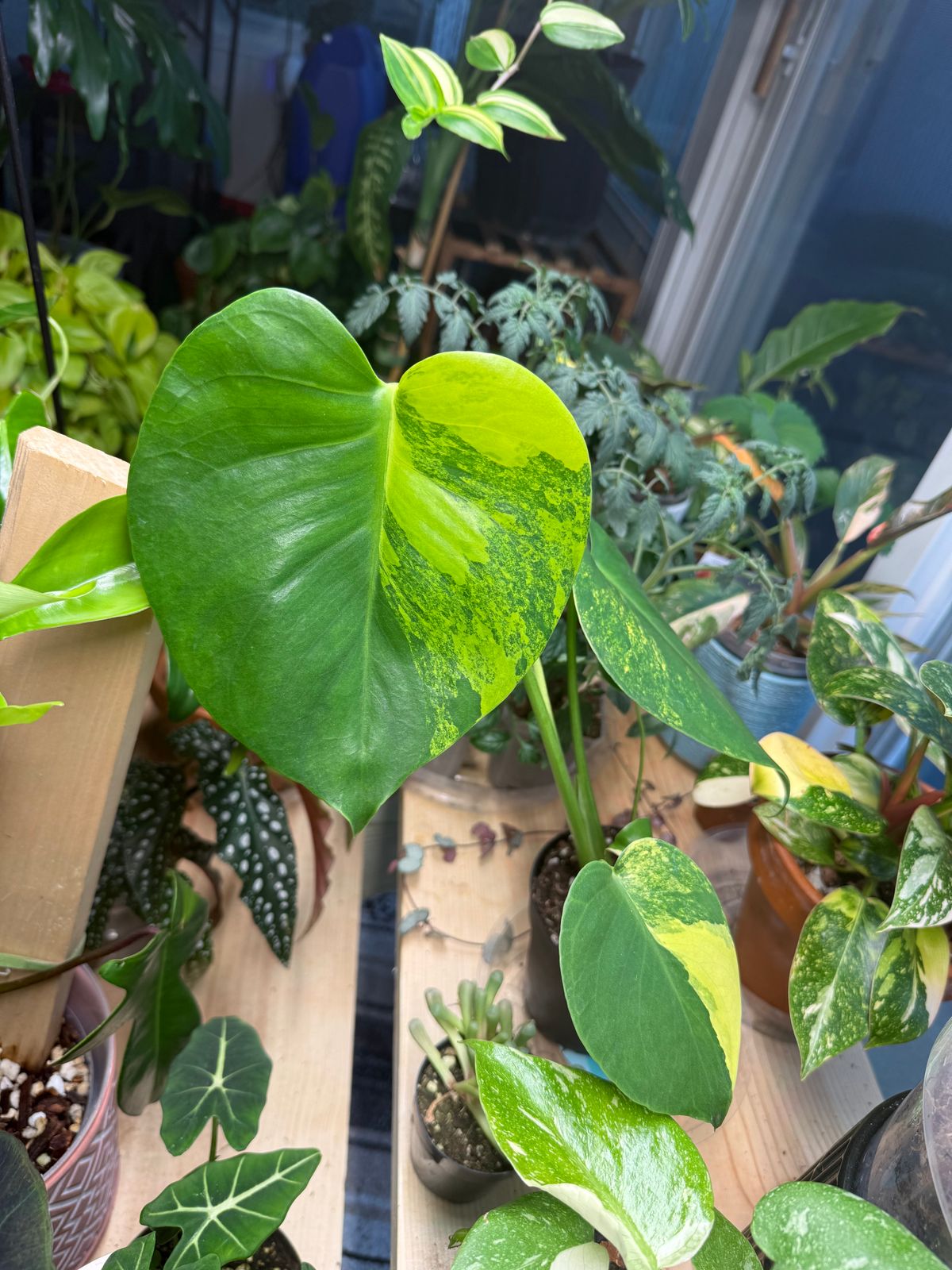 4" Monstera Deliciosa 'Yellow Marilyn'  BWH Plant Co