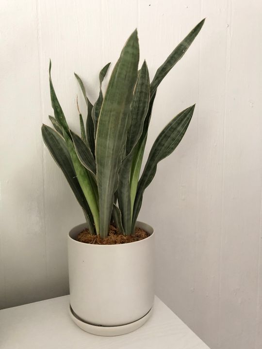 pearl succulent plant String of Pearl Succulent