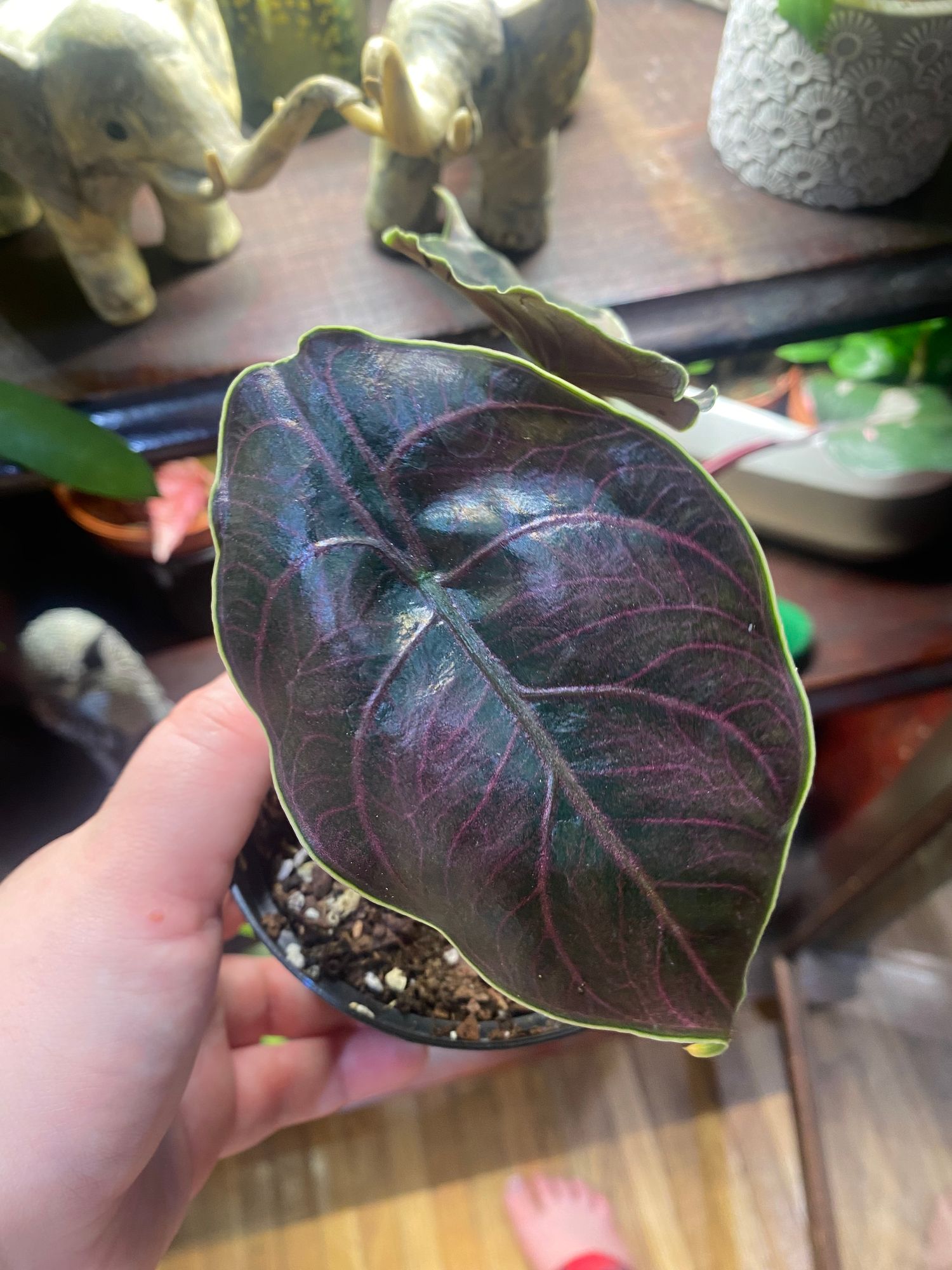 4" Alocasia 'Azlanii'  BWH Plant Co