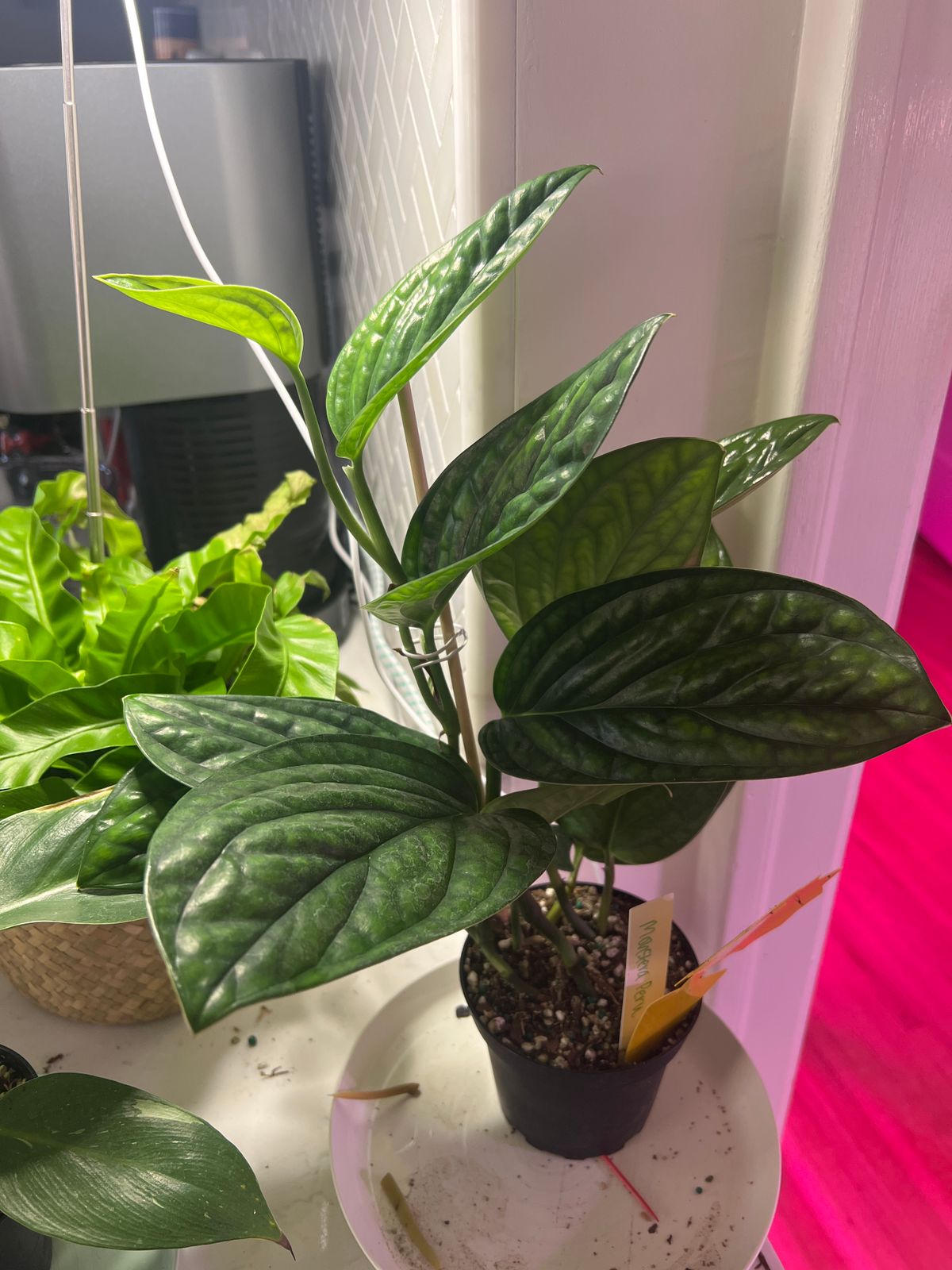 4" Monstera 'Peru'  BWH Plant Co