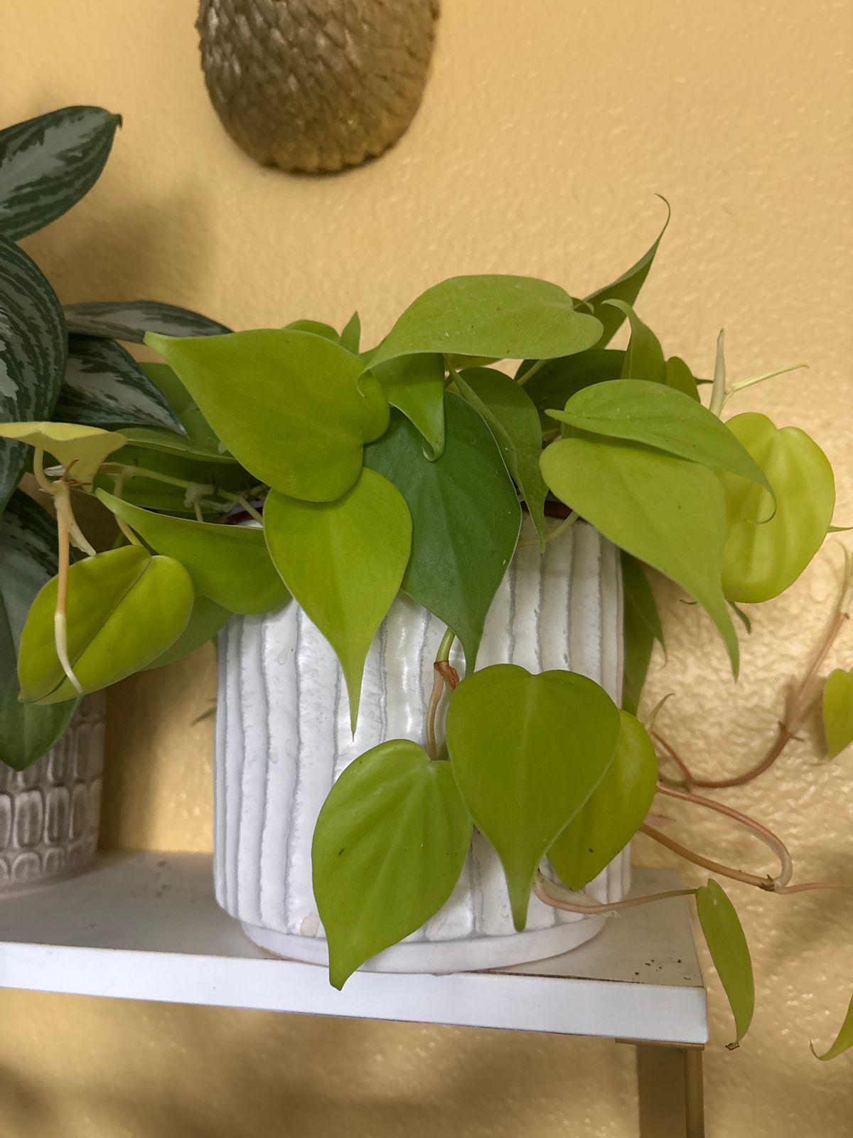 4" Philodendron 'Cordatum Lemon' - BWH Plant Co.