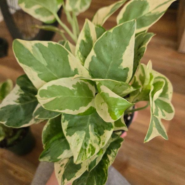 monstera variegata white Monstera Borsigiana Variegata Albo (Mature Mother Plant) Low Variegation