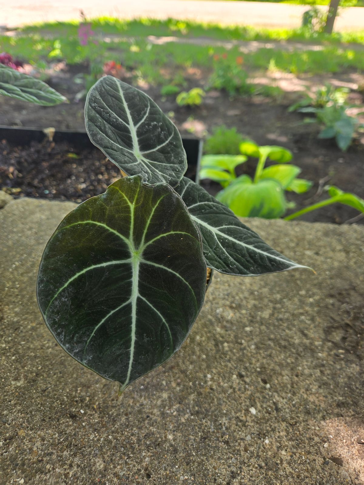 bohemian bravour plant Baby rubber plant Peperomia obtusifolia main image 1