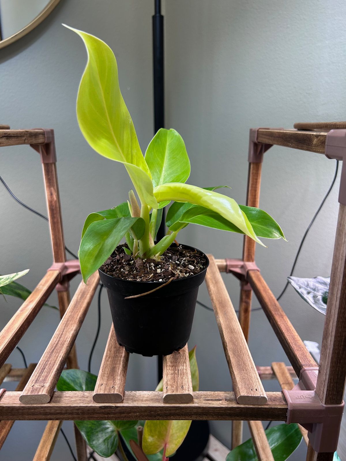 6" Philodendron 'Moonlight'  BWH Plant Co