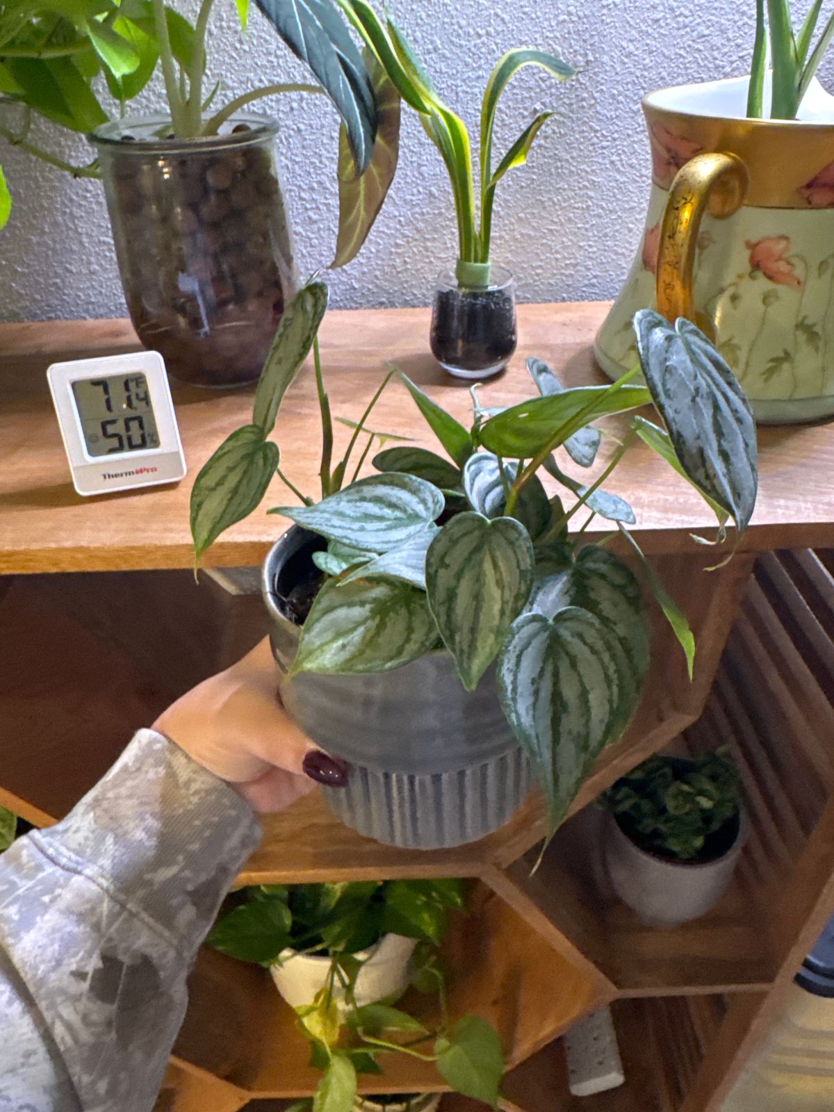 philodendron blue star Blue Star Fern (Phlebodium aureum) for Sale