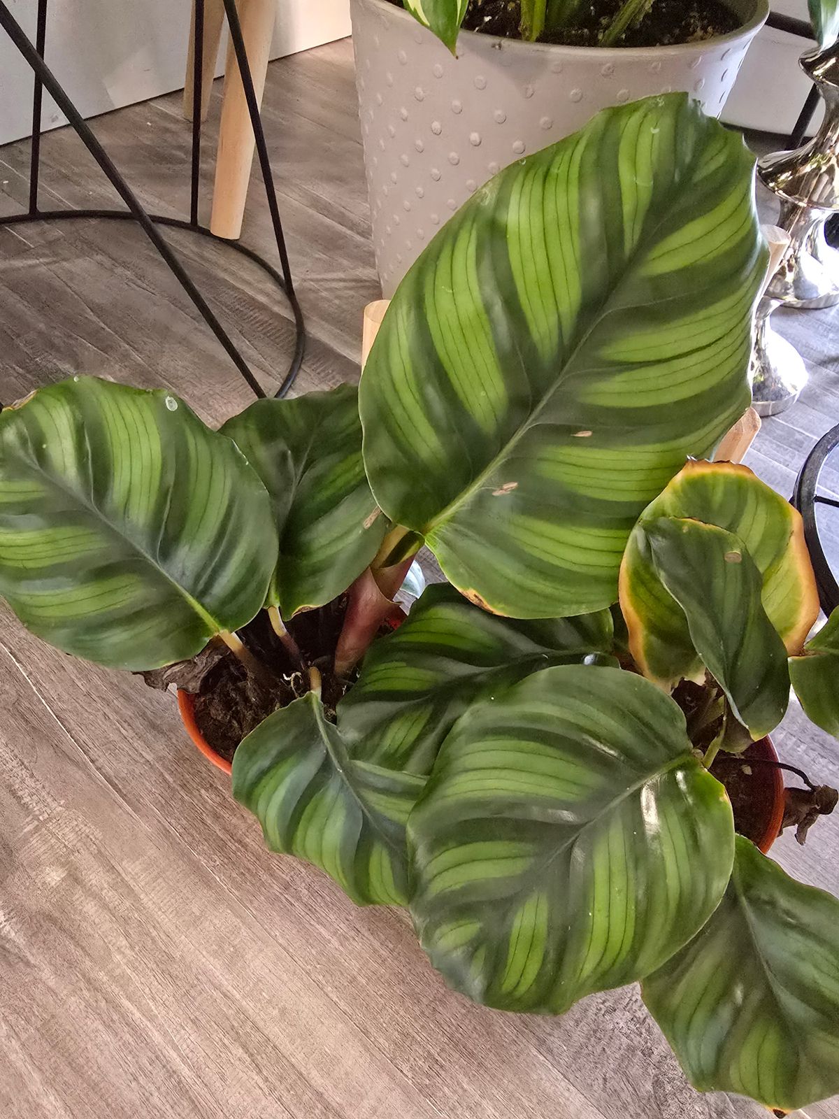 calathea freddy Calathea 'Freddie' 6