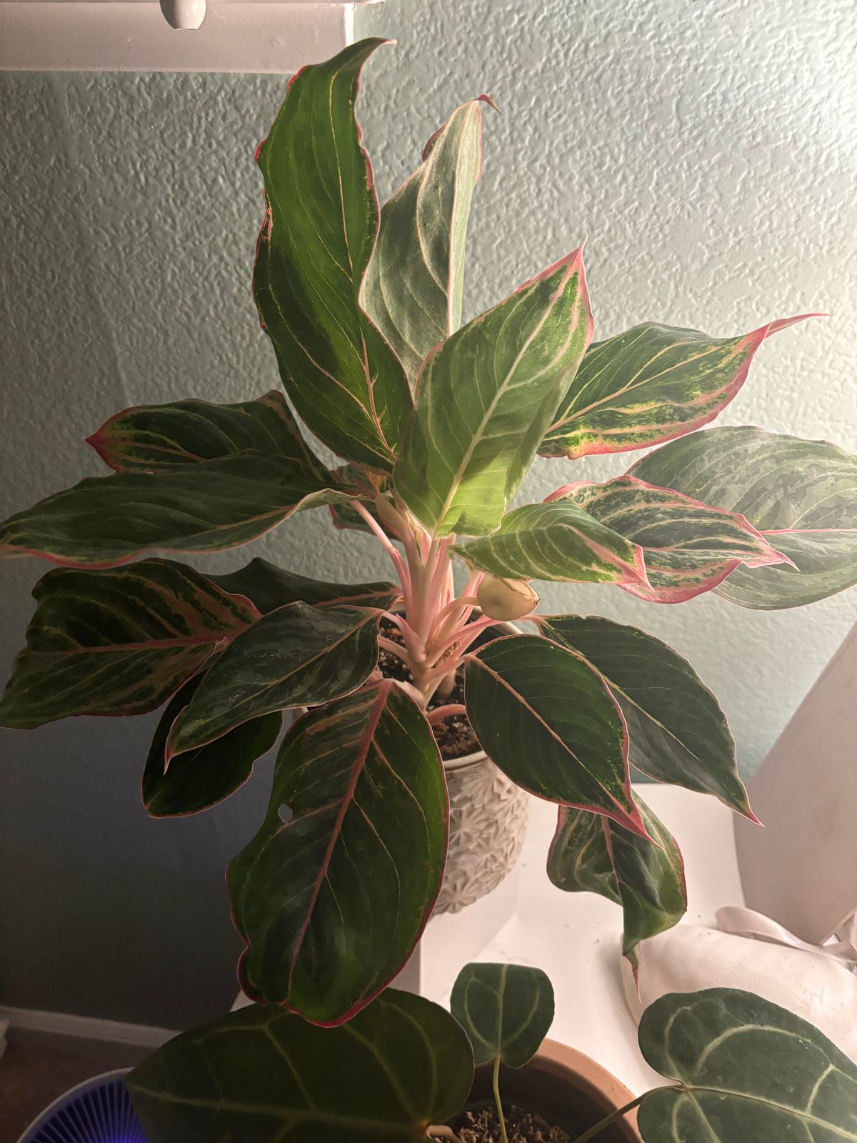 5" Aglaonema 'Moonstone Miles'  BWH Plant Co