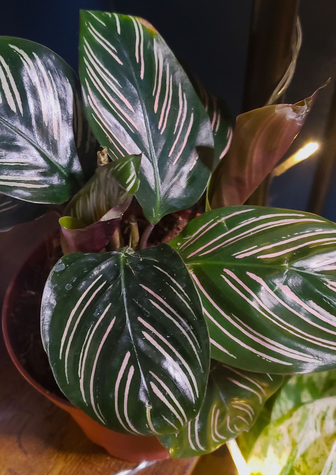 dracena plant janet craig Dracaena Janet Craig – THE GARDEN CENTRE