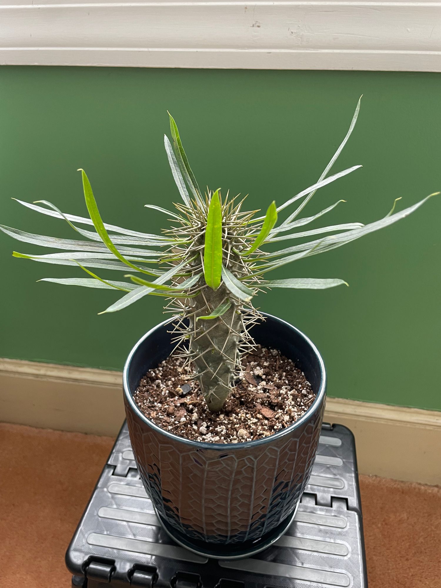 Pachypodium Lamerei Ramosum Seeds – Madagascar Palm Caudex Bonsai – 5 Seeds