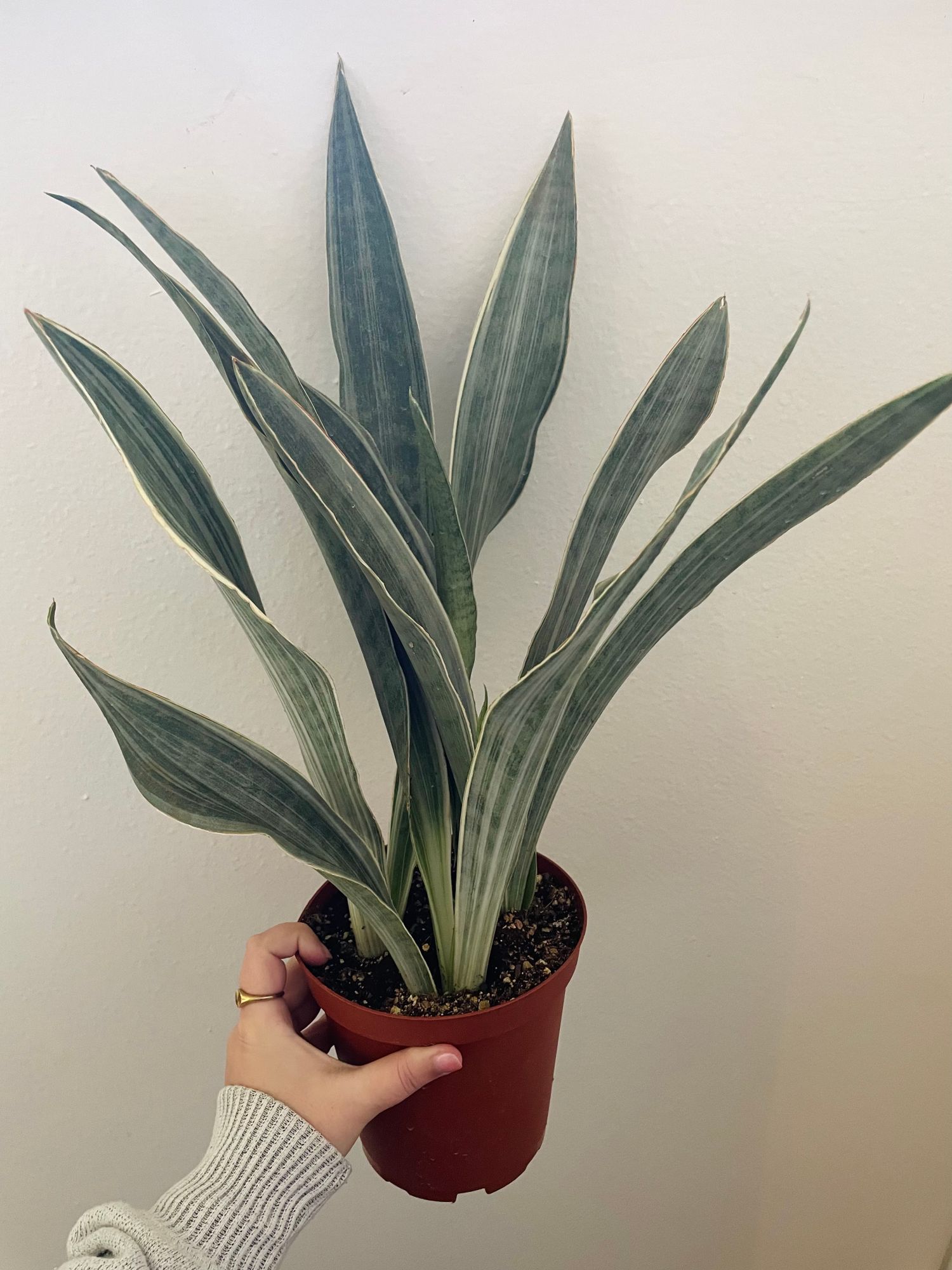 6" Sansevieria 'Siam Silver'  BWH Plant Co
