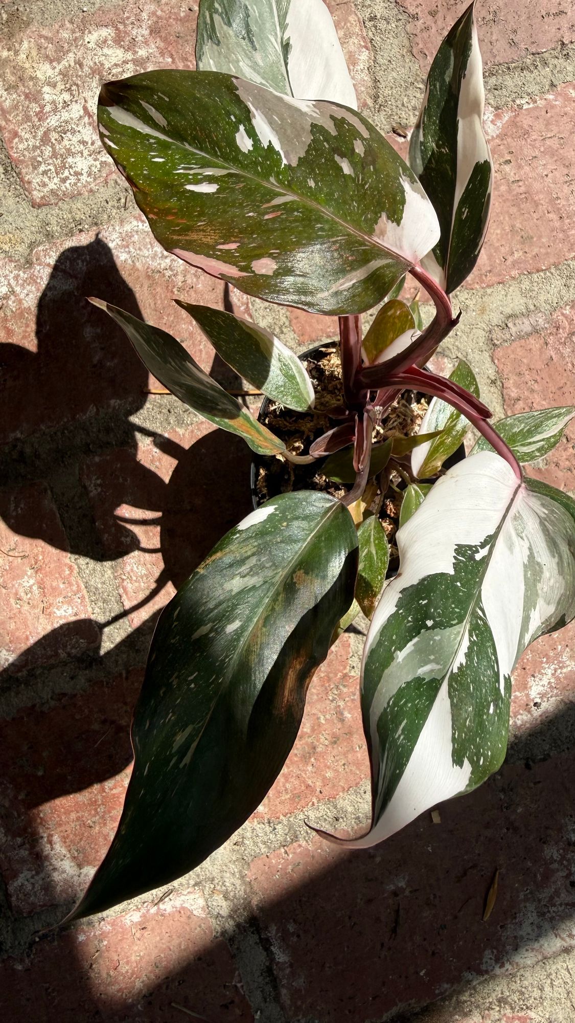 philodendron leaf Big Leafed Philodendron Hedge Shrub