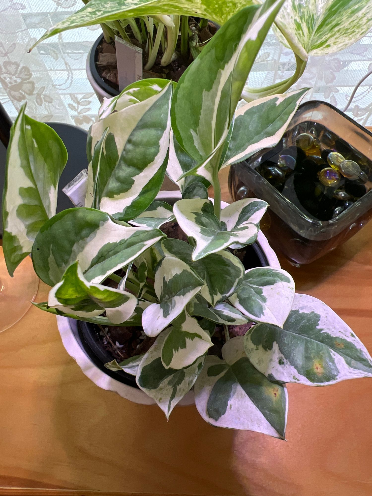 chameleon zz plant care Zamioculcas 'Chameleon' | Rare Yellow Variegated ZZ Plant main image 1