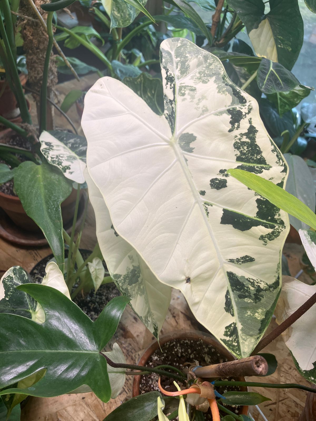 2" Variegated Alocasia 'Frydek'  BWH Plant Co