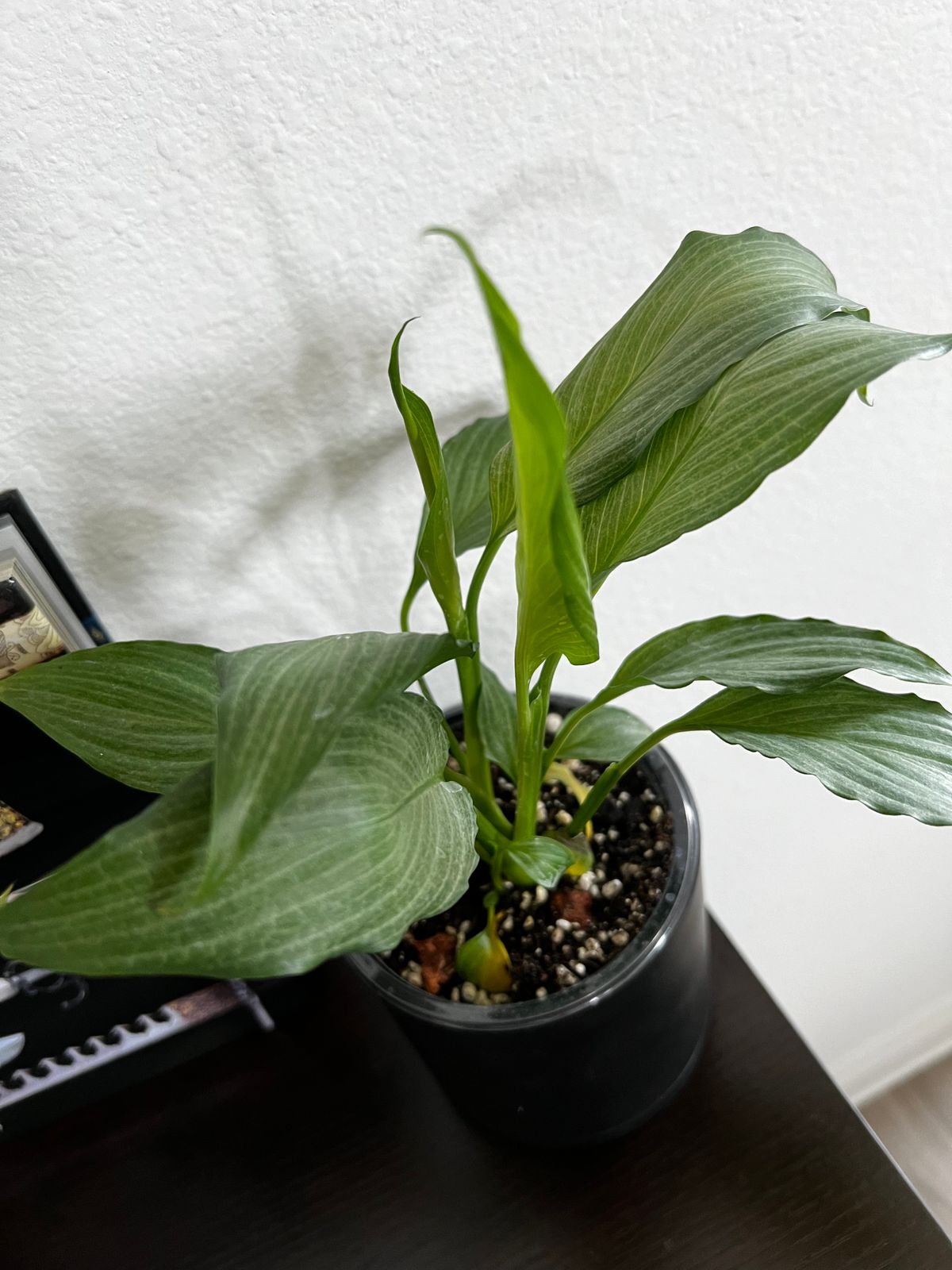 maranta 'lemon lime' prayer plant Maranta Lemon Lime