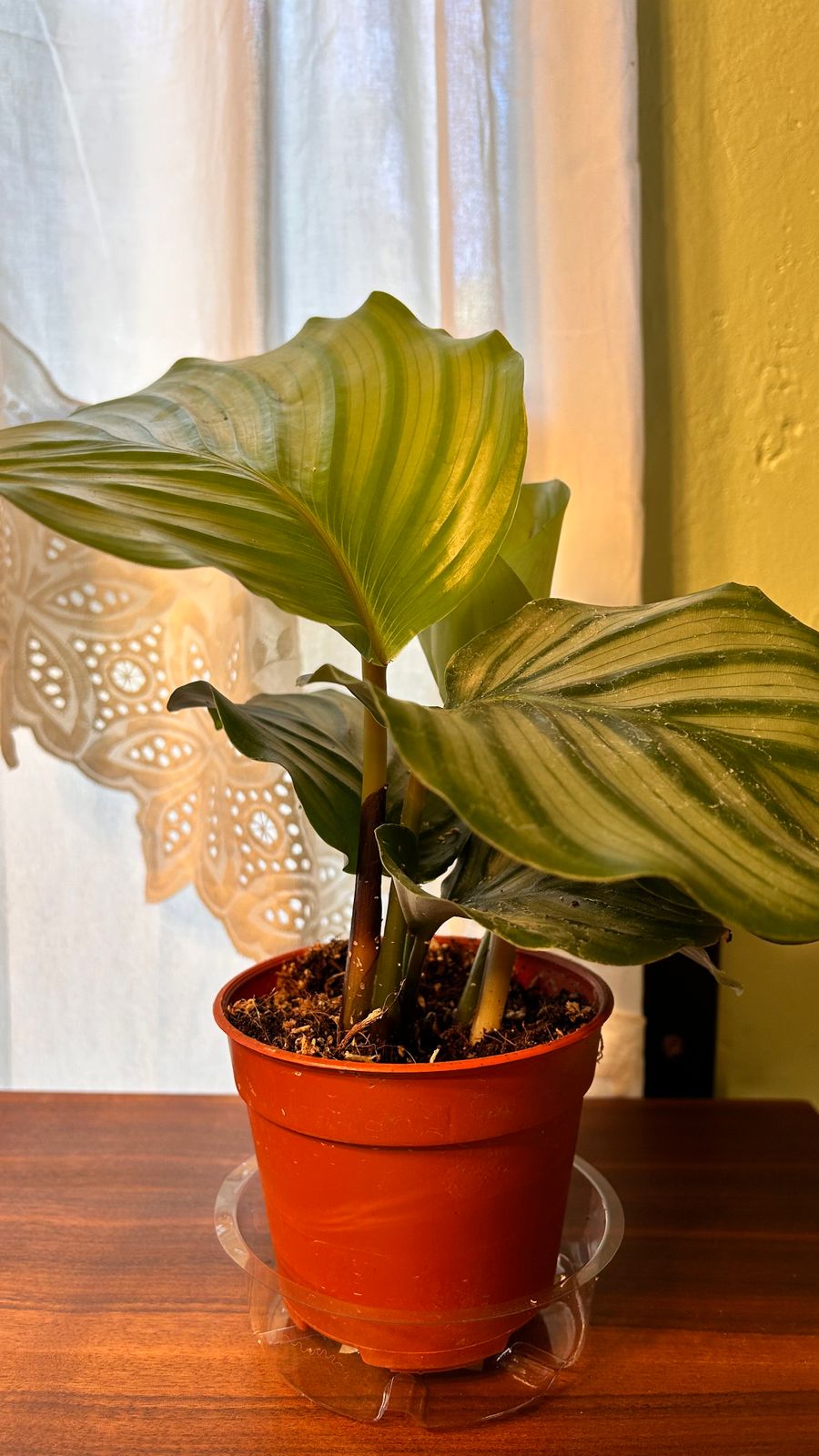 4" Calathea 'Orbifolia' - BWH Plant Co.