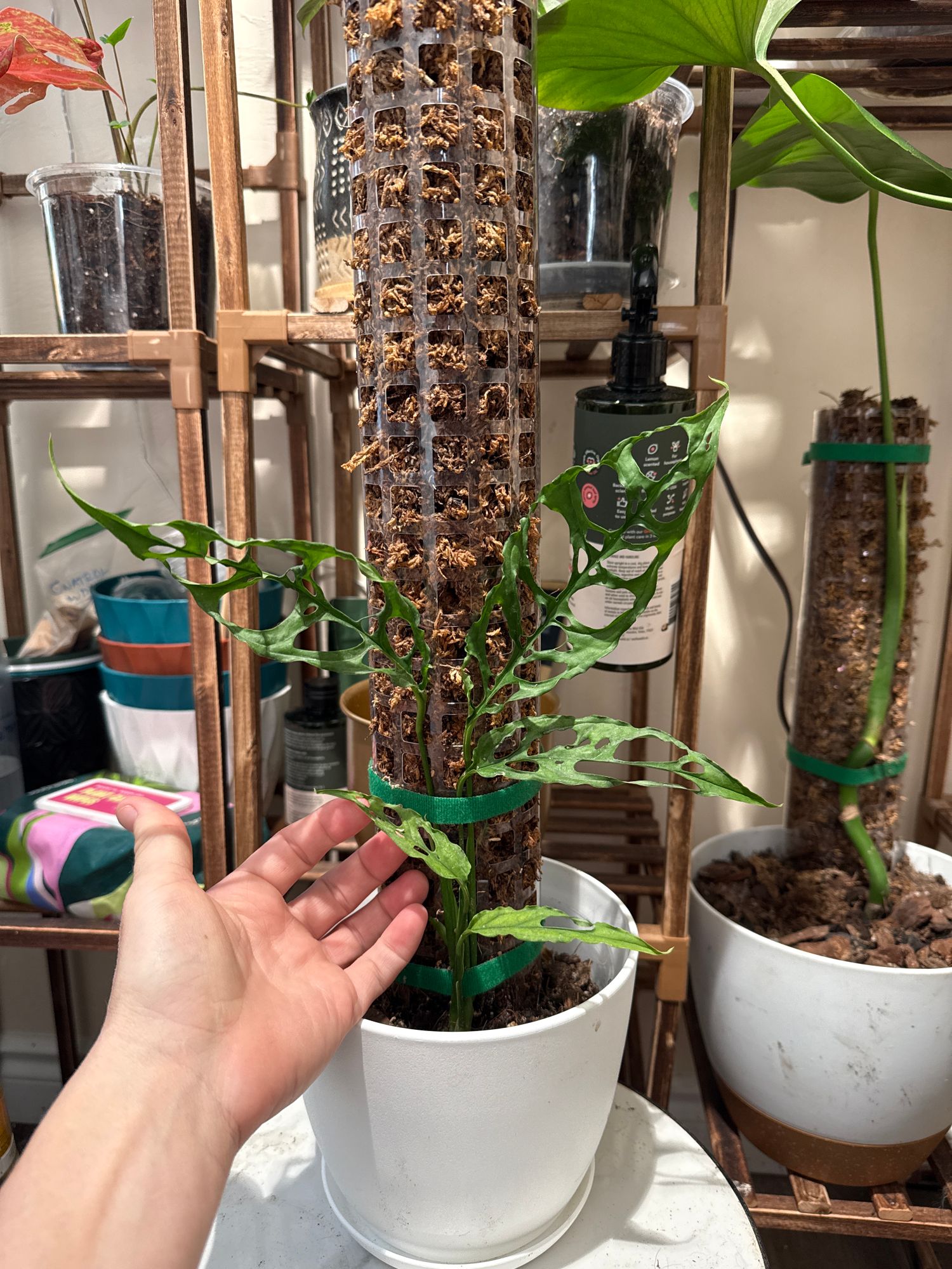 3" Monstera 'Obliqua' (Peruvian Form)  BWH Plant Co