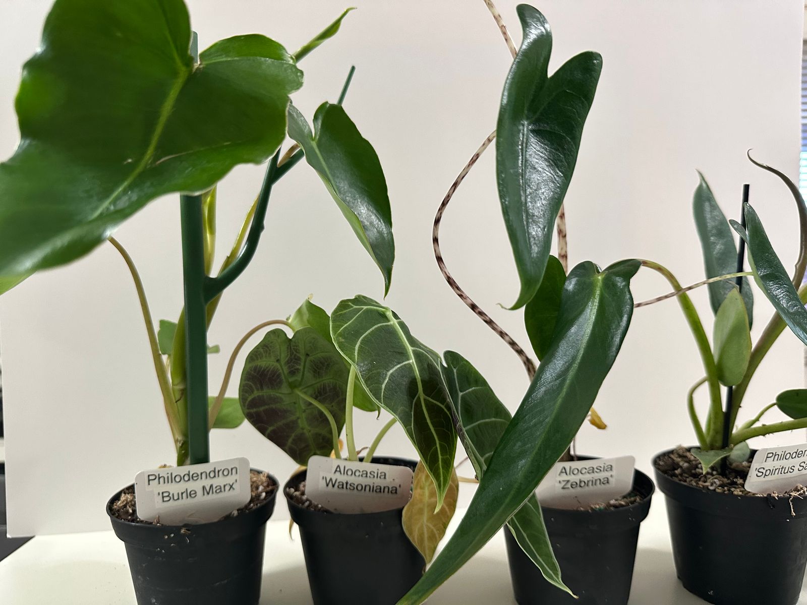 philodendron green florida Philodendron 'Florida Green' – ARIUM BOTANICALS main image 1