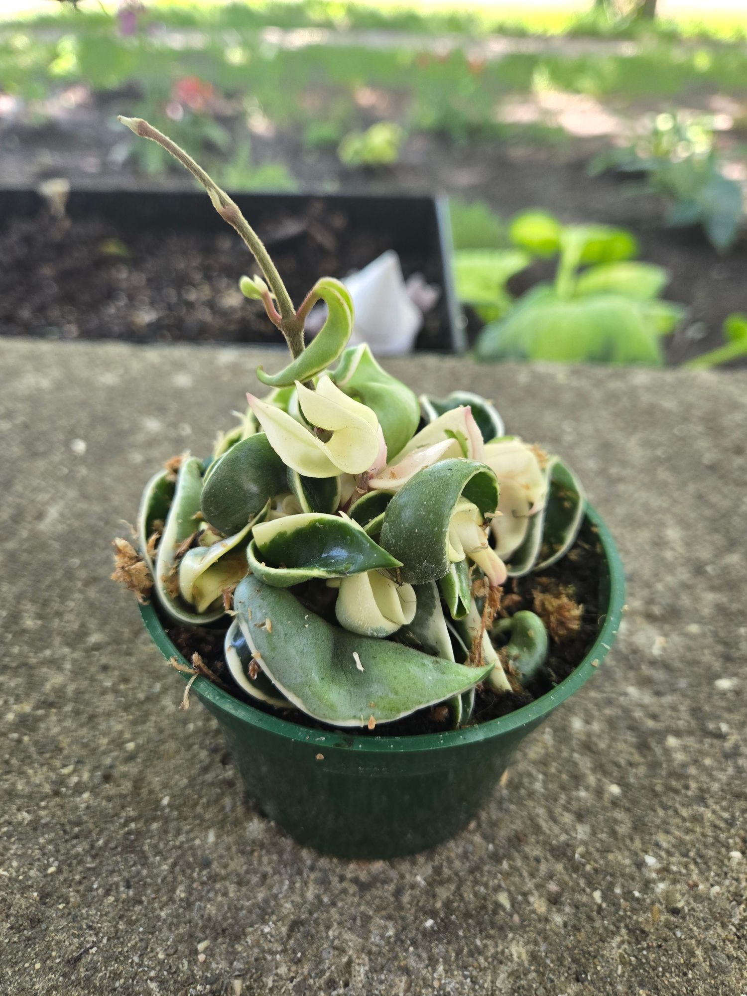 sansevieria bacularis Sansevieria Mikado
