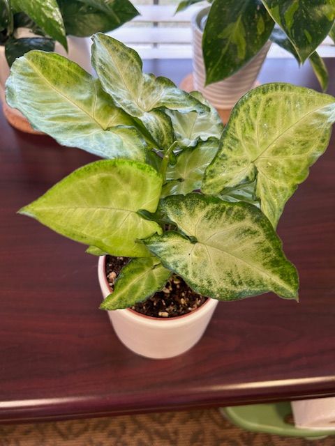 alocasia macrorrhiza variegata Alocasia Macrorrhiza Variegata – Planta Tropical de Interior con Hojas –  Marea Verde