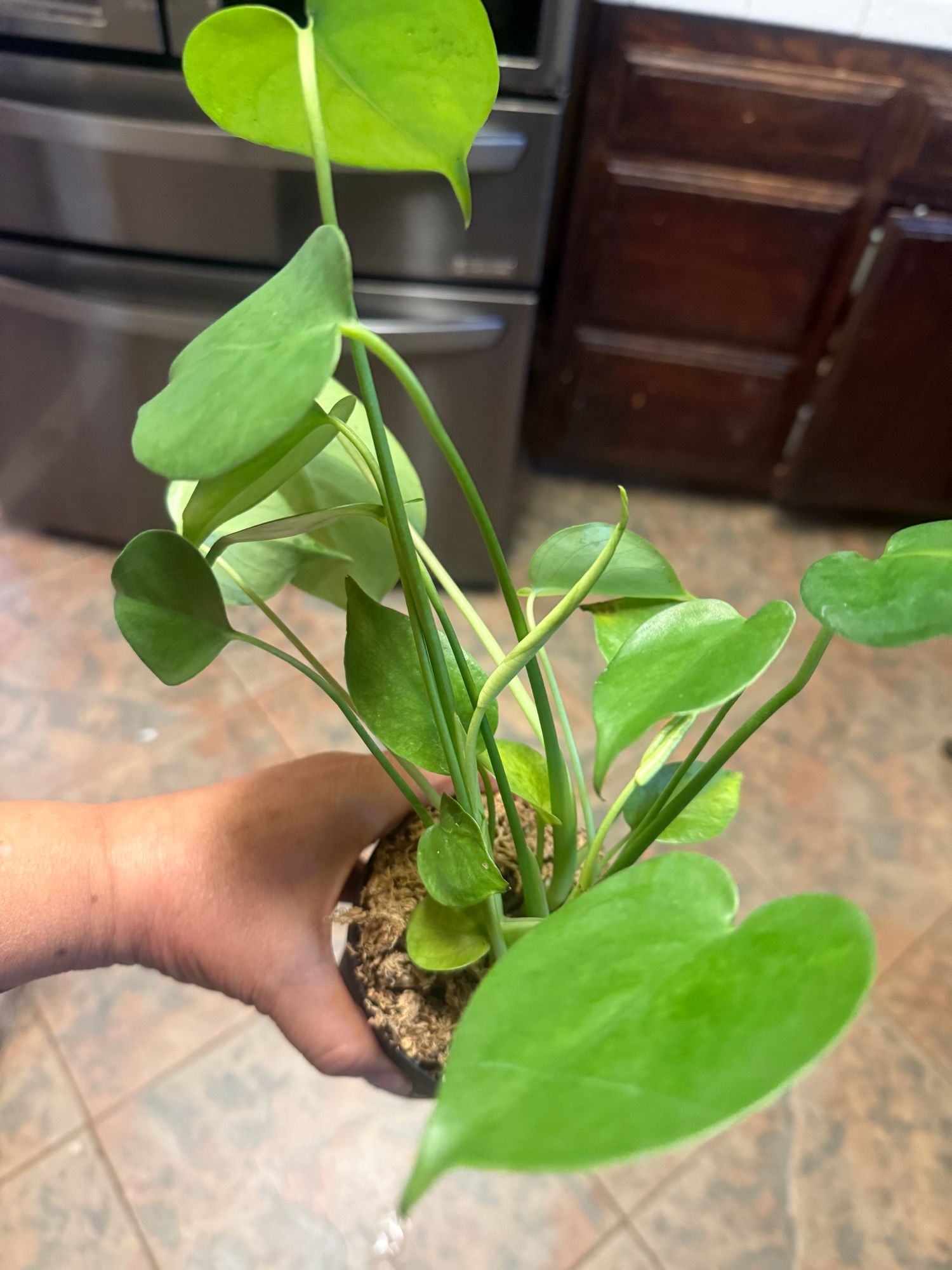 6" Monstera 'Deliciosa'  BWH Plant Co