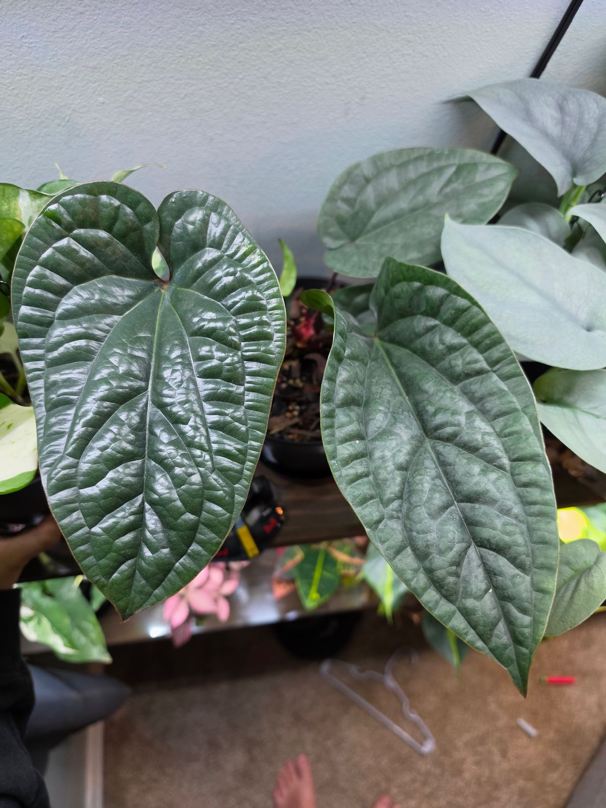 4" Anthurium 'Radicans x Luxurians'  BWH Plant Co