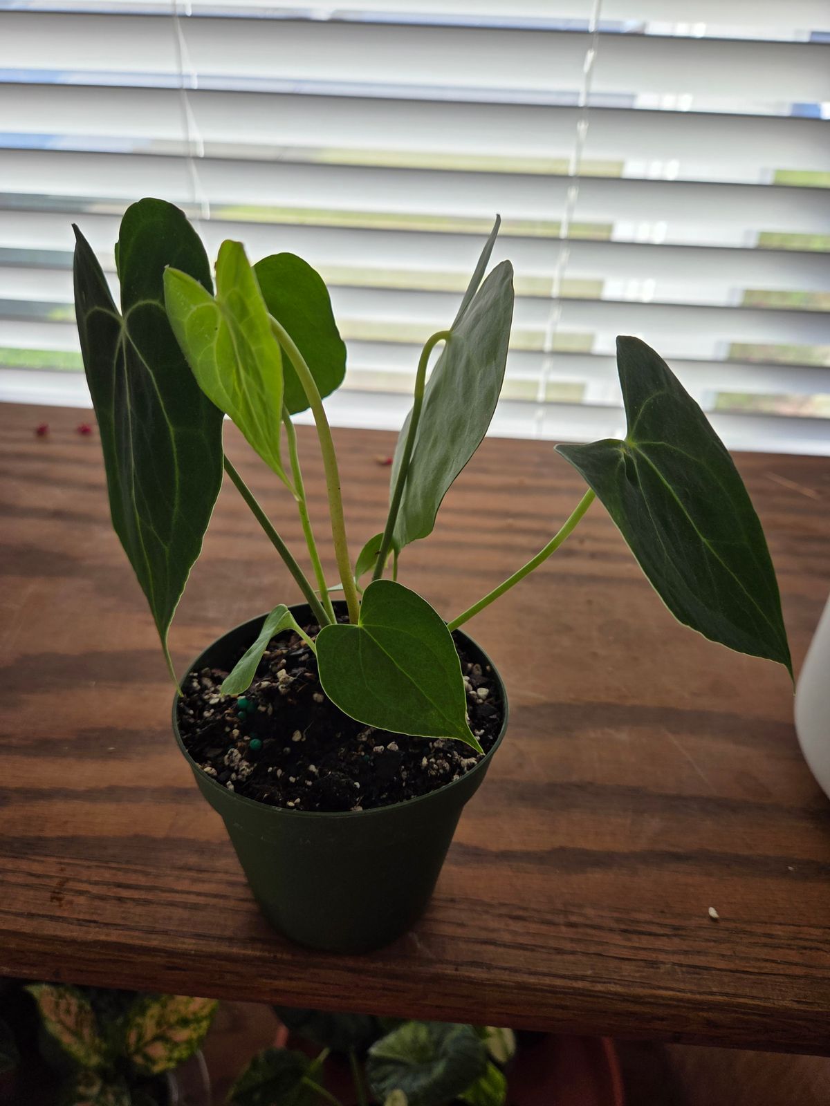 4" Anthurium 'Clarinervium Hybrid'  BWH Plant Co