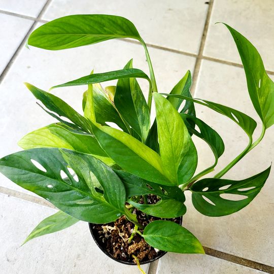 4" Variegated Monstera Adansonii 'Narrow Form'  BWH Plant Co