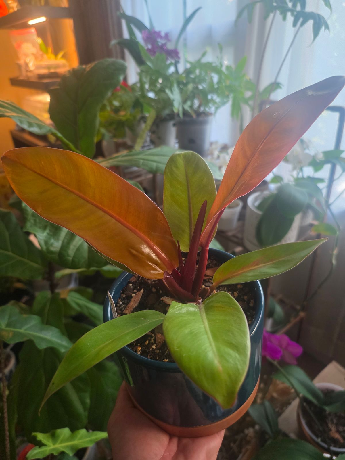 plants are purple gutschein Gynura aurantiaca main image 1