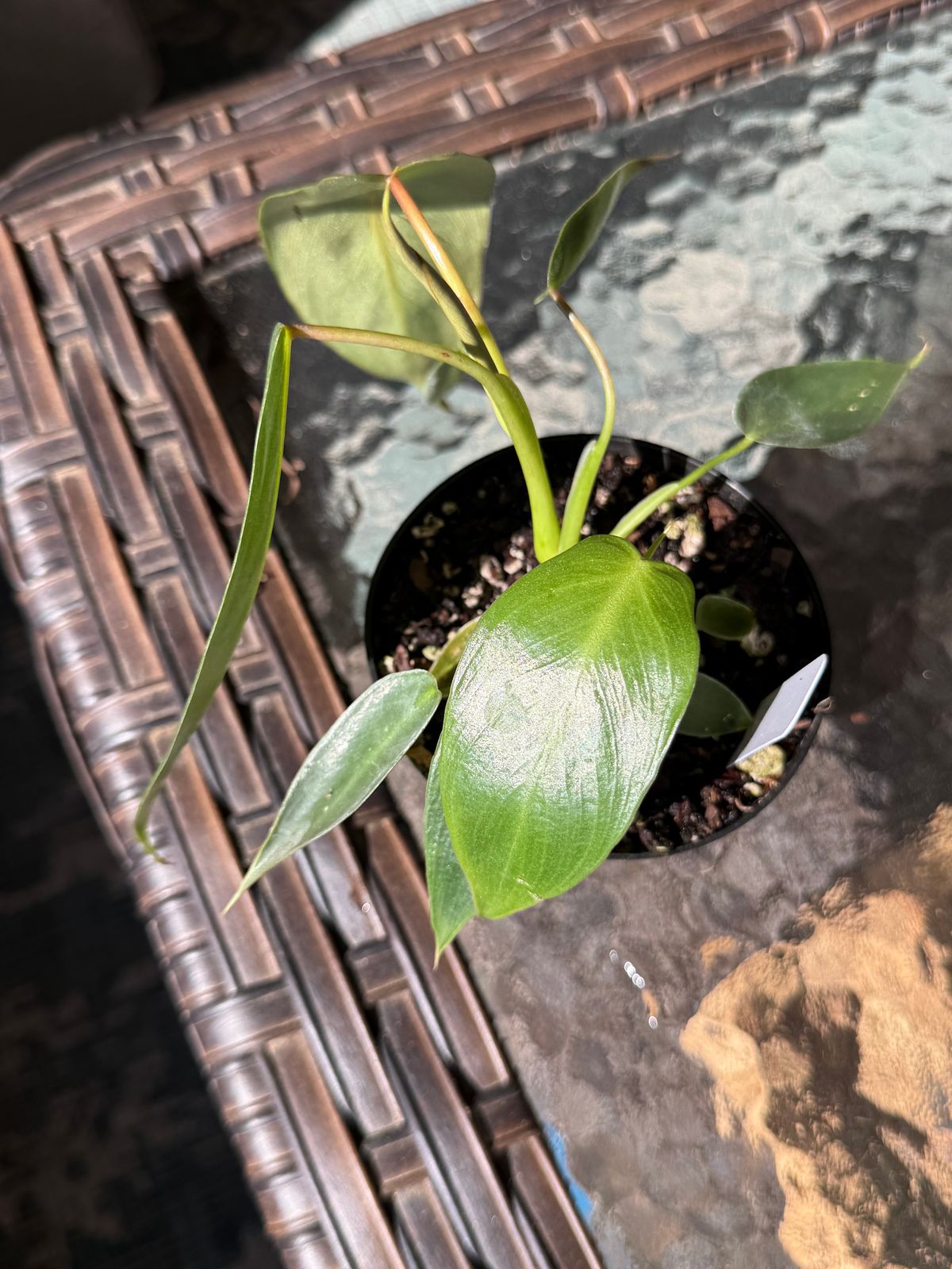 4" Philodendron 'Spiritus Sancti'  BWH Plant Co