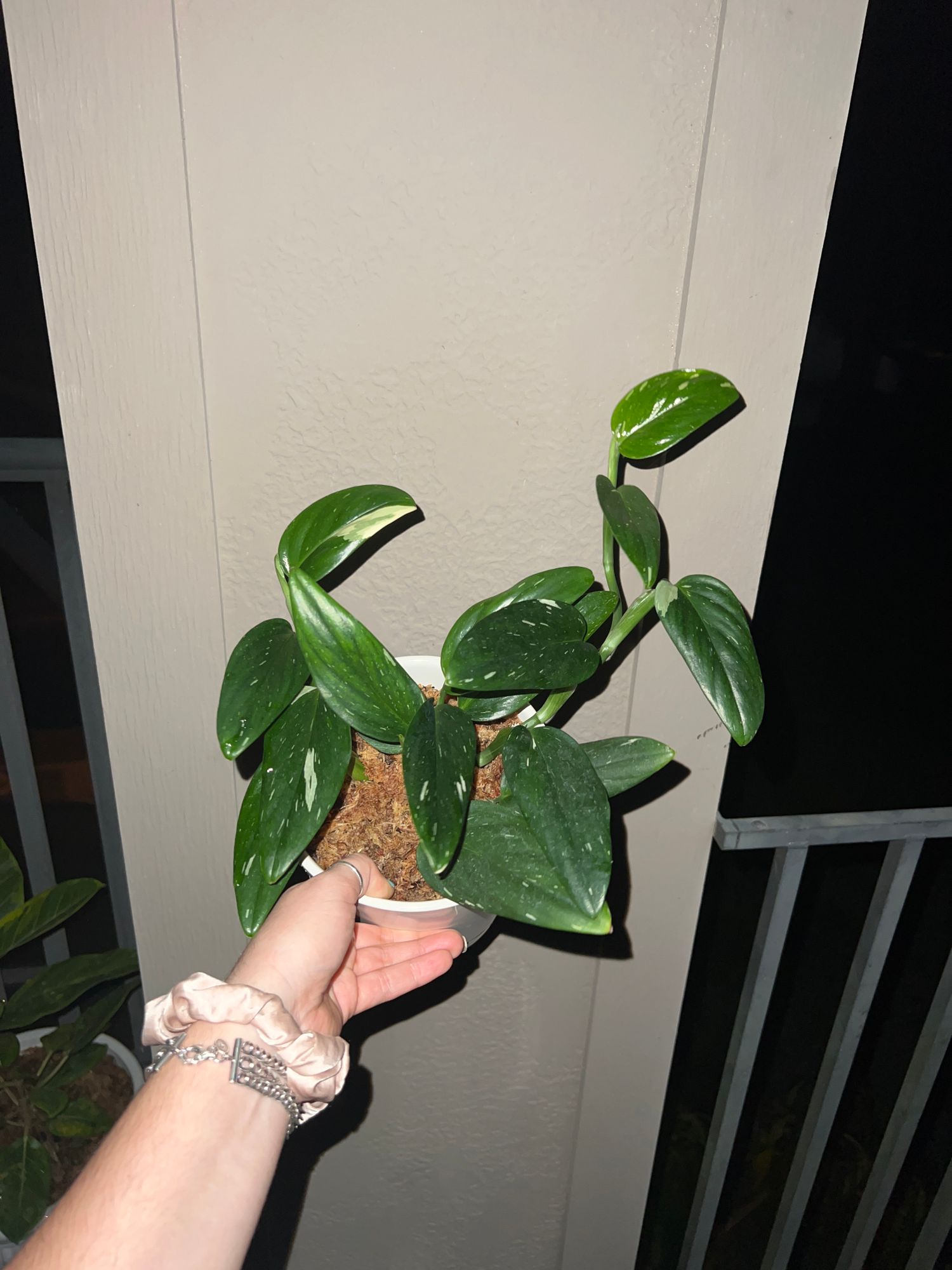 banana plant succulent String of Bananas Senecio radicans 4 Inch