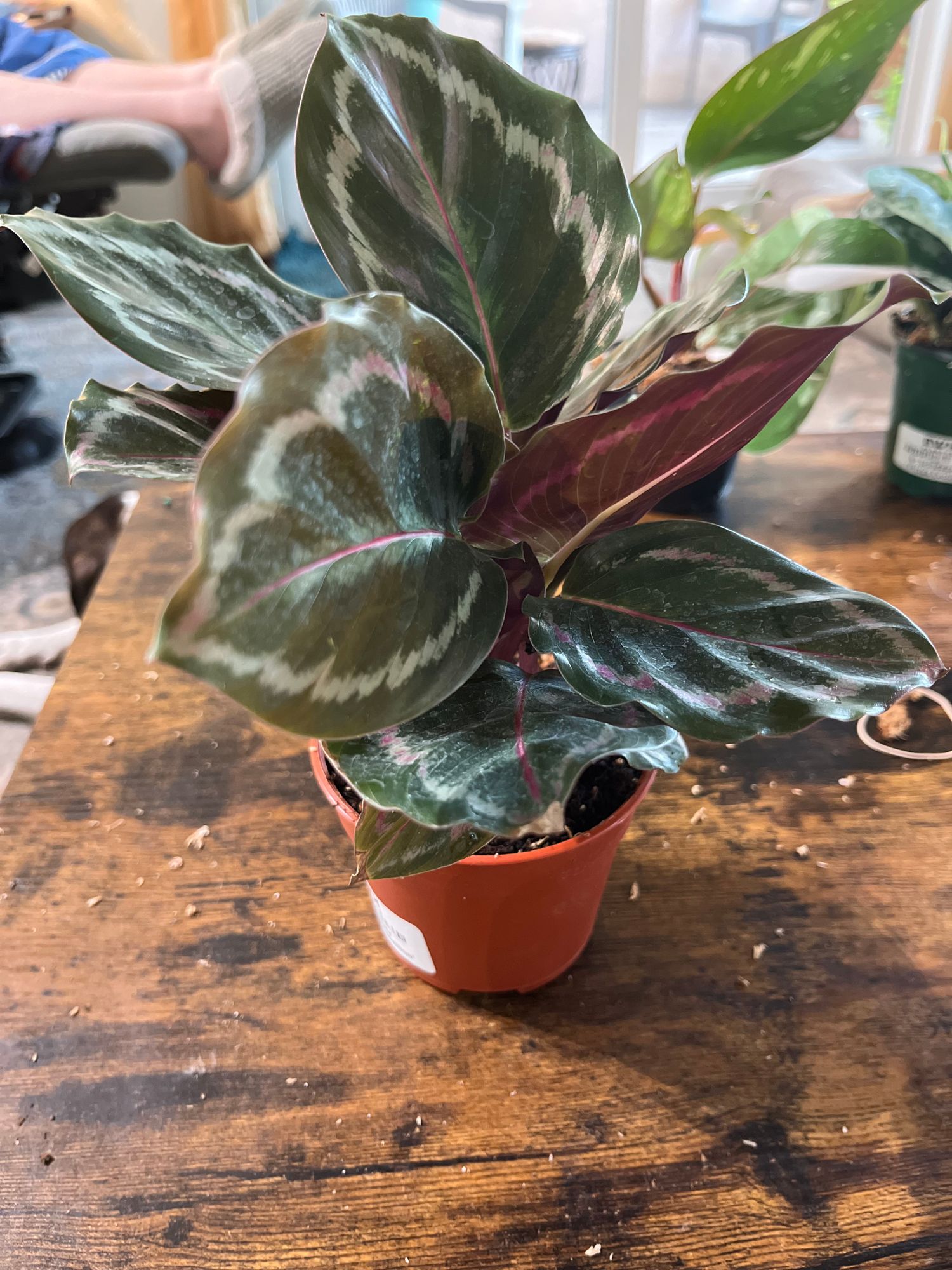 calathea flamestar standort Korbmarante Flamestar main image 0