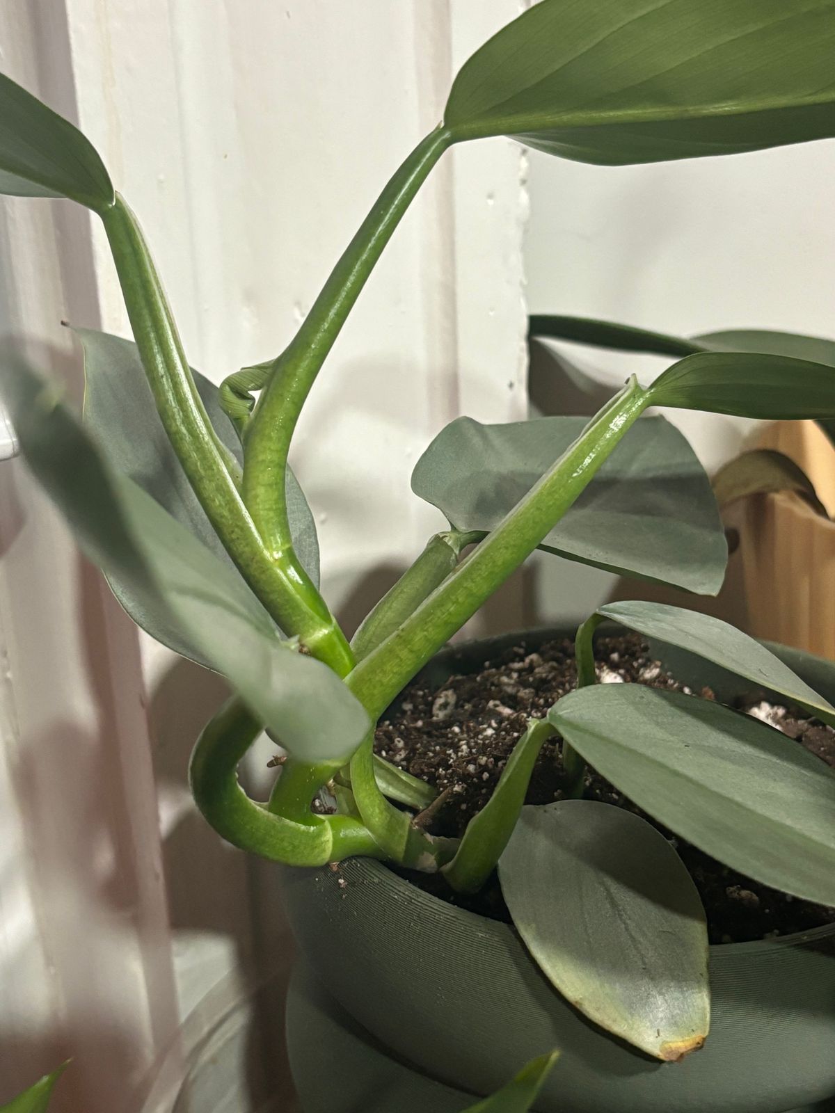4" Philodendron 'Silver Sword' - BWH Plant Co.