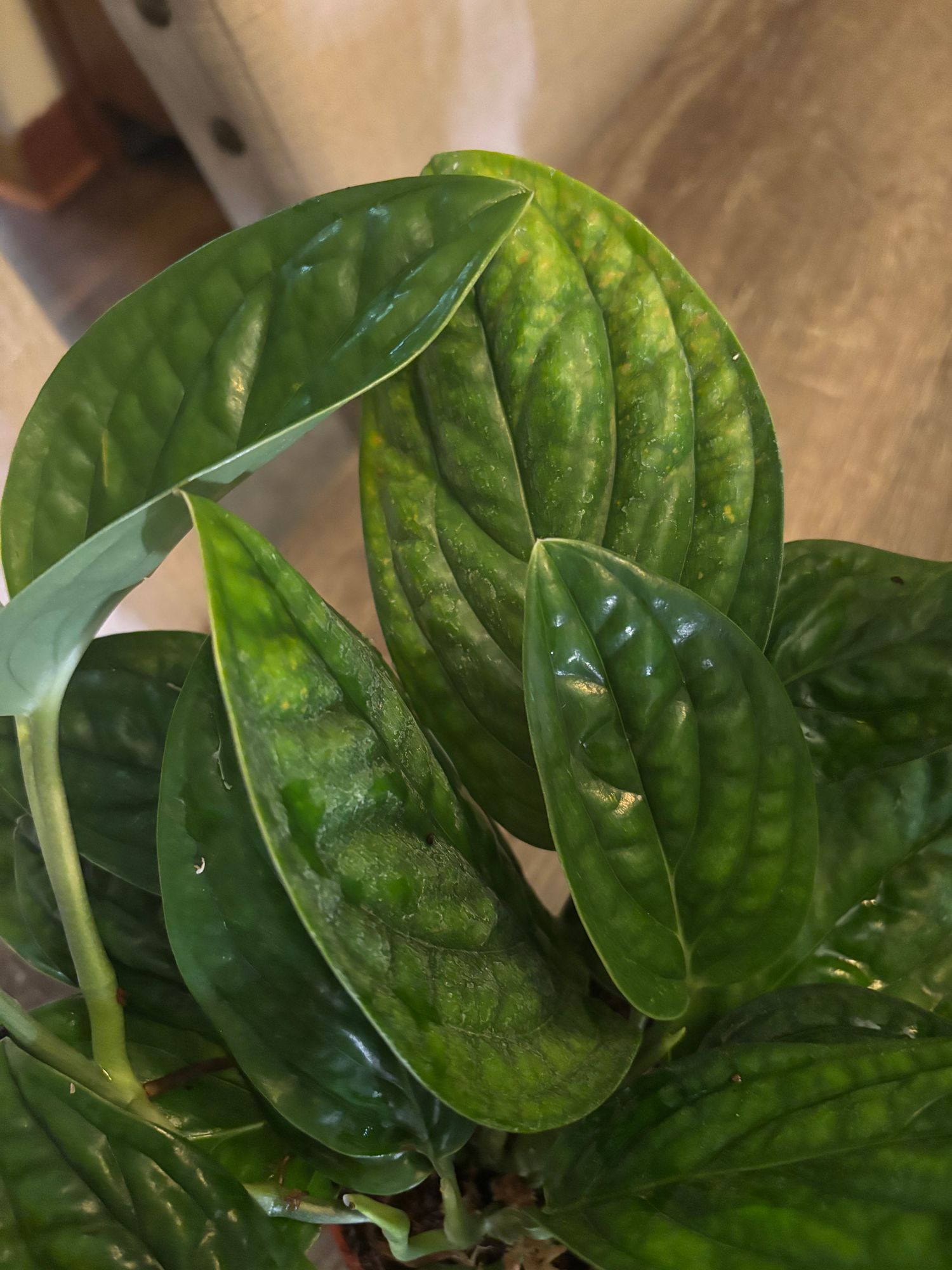 4" Monstera 'Peru'  BWH Plant Co