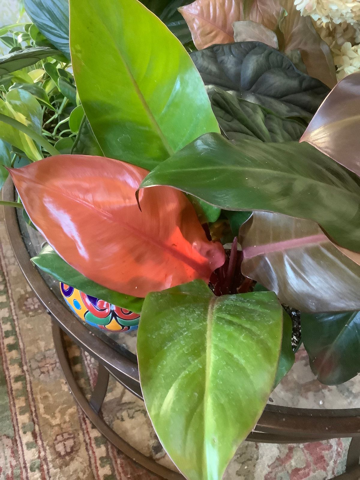 4" Philodendron 'Prince of Orange' - BWH Plant Co.