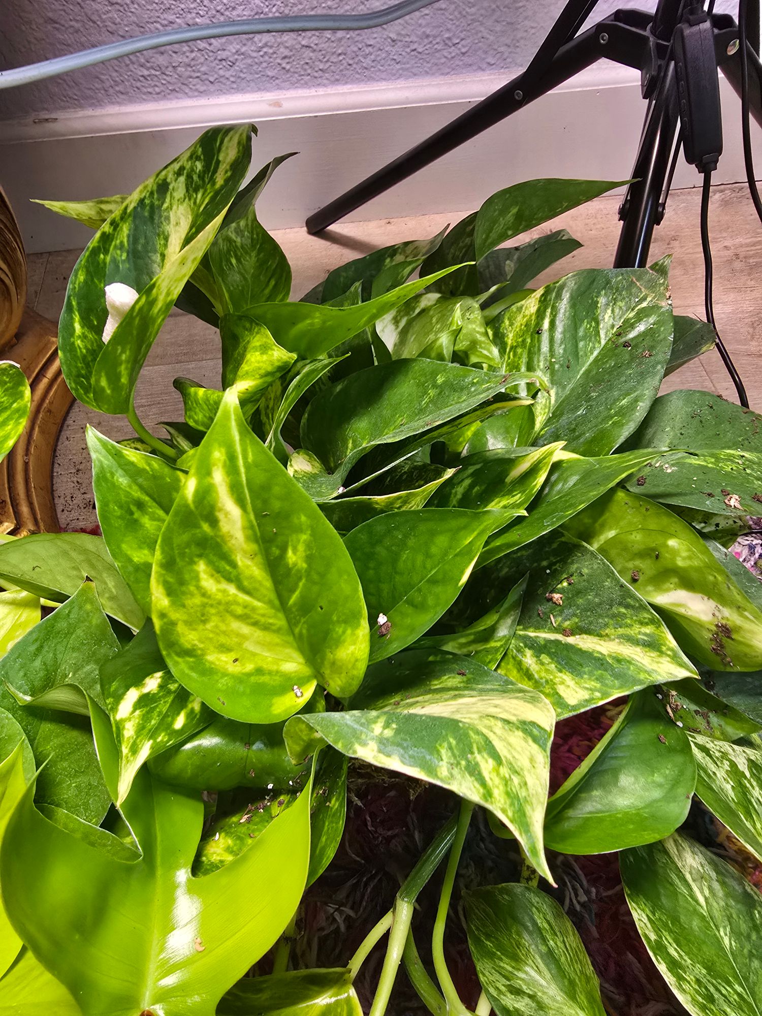 6" Pothos 'Golden Hi Color' (Hanging Basket) - BWH Plant Co.