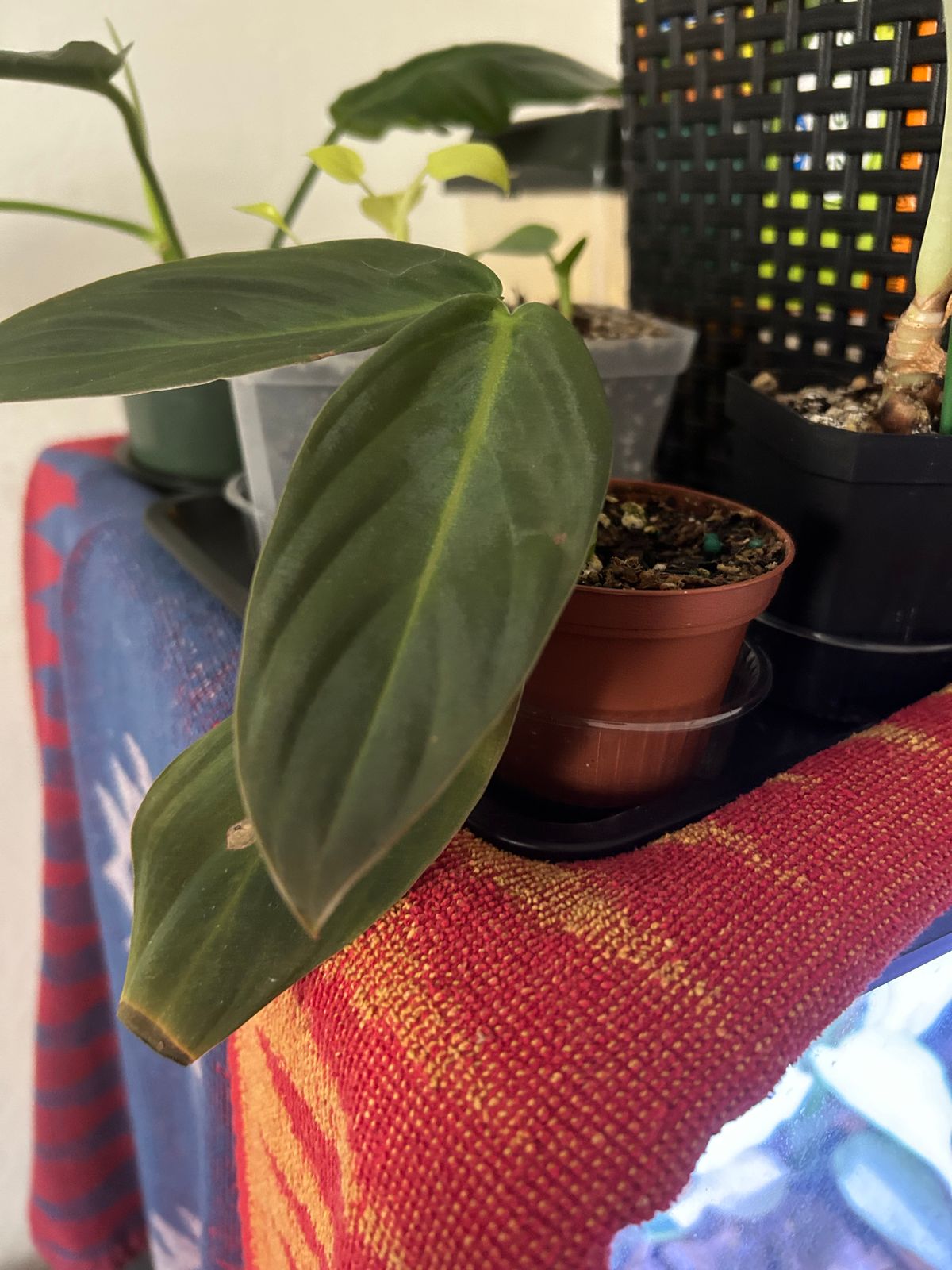 white princess philodendron pflege Buy Rare Philodendron White Princess