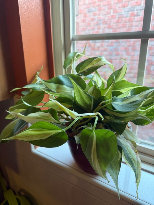 canada philodendron Philodendron El Choco Red 4