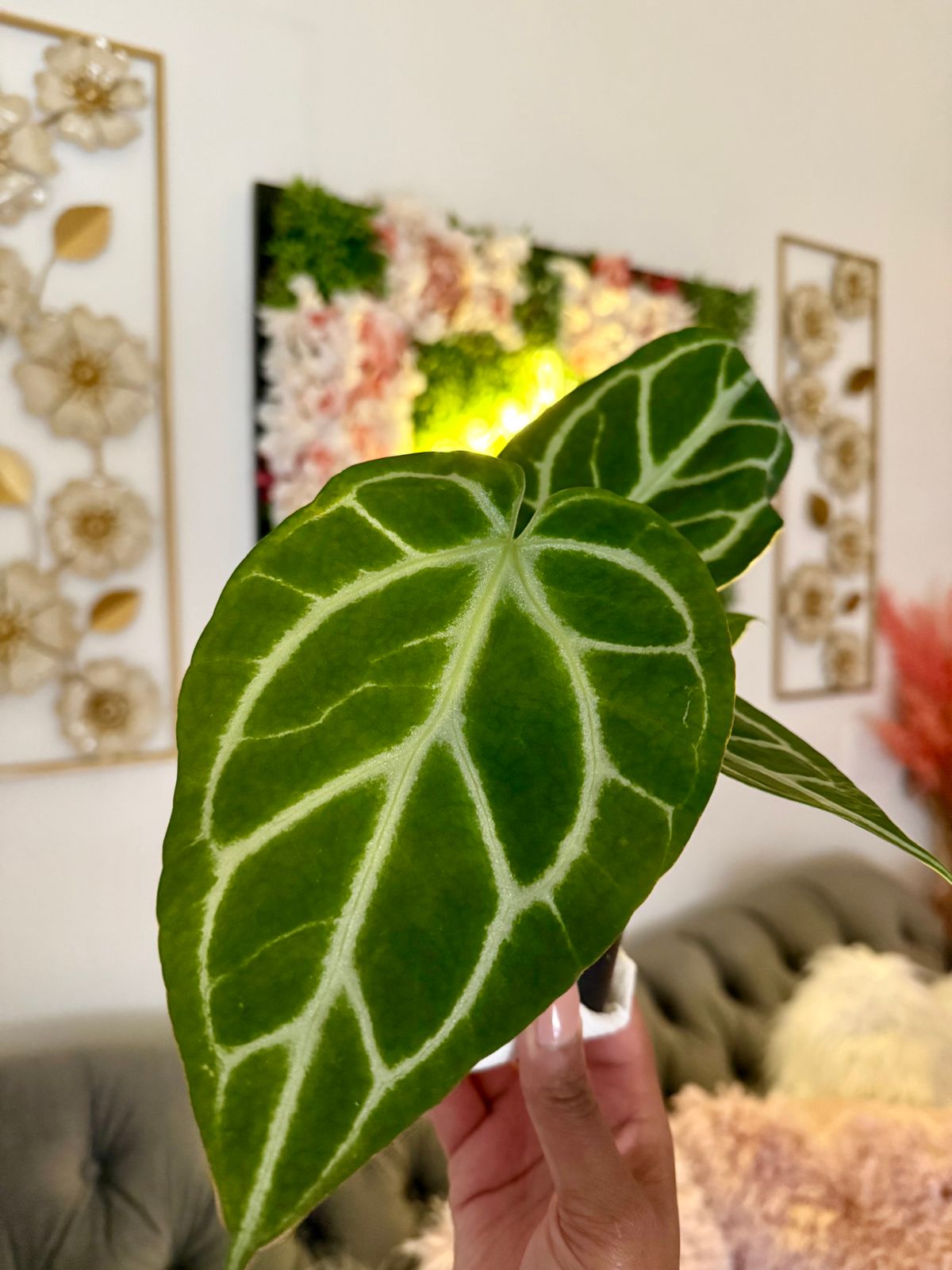 4" Anthurium 'Crystallinum x Silver Blush'  BWH Plant Co