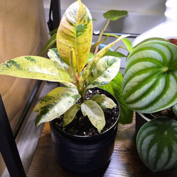 BWH Plant Co. Customer Reviews