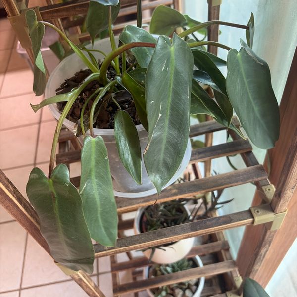 6" Philodendron 'Spiritus Sancti'